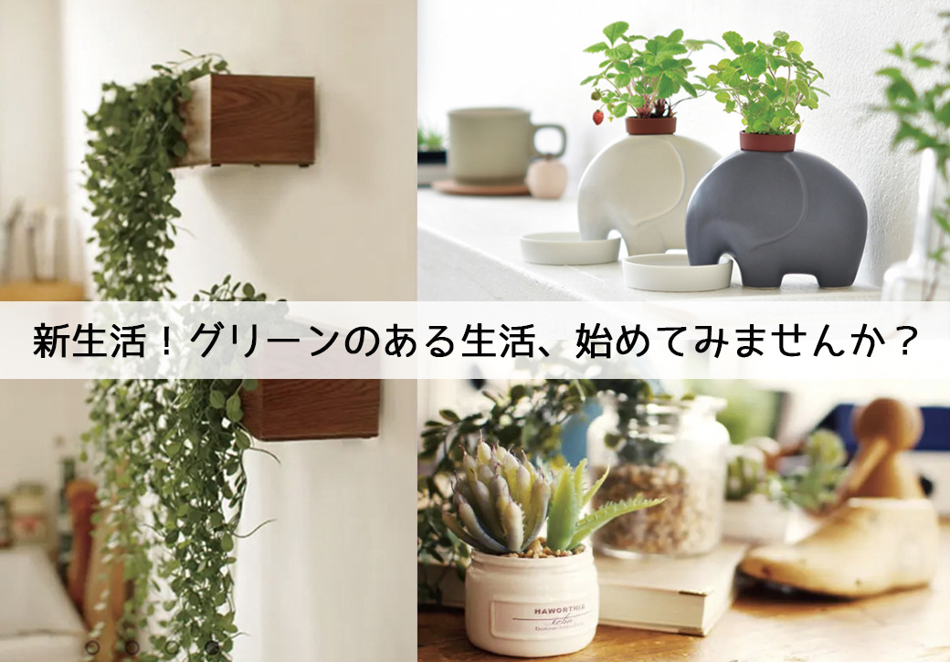 新生活！グリーンのある生活始めてみませんか？～初めての方でも気軽に楽しめる♪インテリアや栽培セット集めました～［FukuFuku和田店］